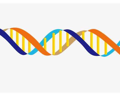 染色体倒位和易位区别大，先了解清楚别盲目备孕 代孕公司哪里最专业
