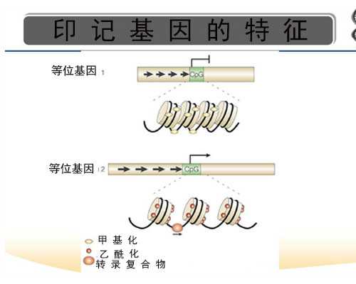 泰国试管婴儿费用多少钱，供卵试管借卵